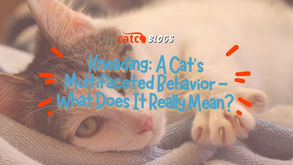 Kneading: A Cat's Multifaceted Behavior - What Does It Really Mean?