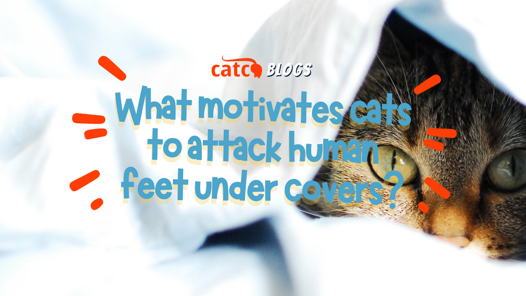 What Motivates Cats to Attack Human Feet Under Covers?