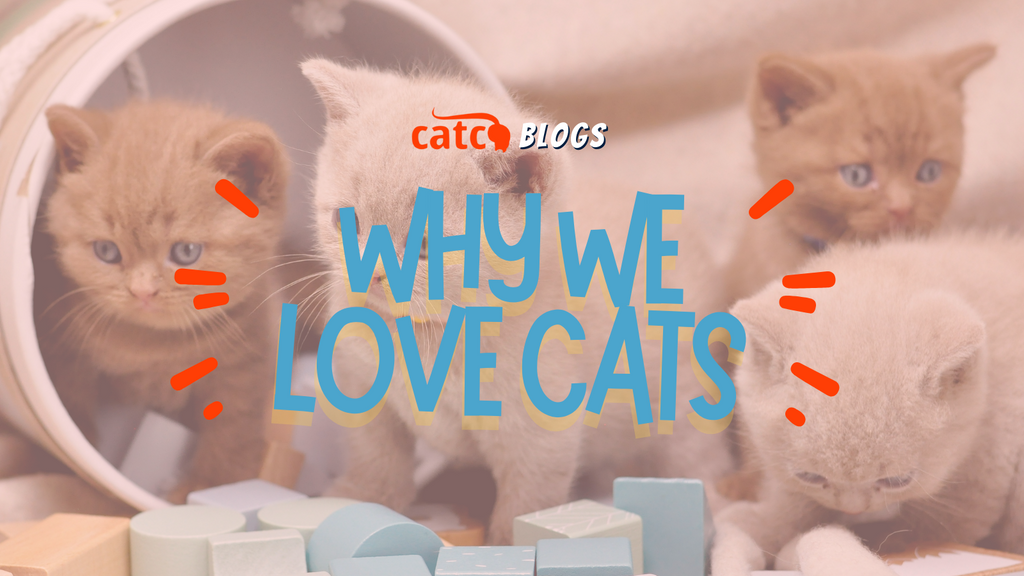 Why We Love Cats