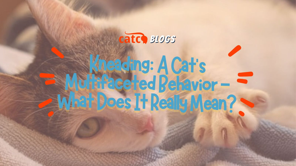 Kneading A Cat's Multifaceted Behavior What Does It Really Mean? CatCo