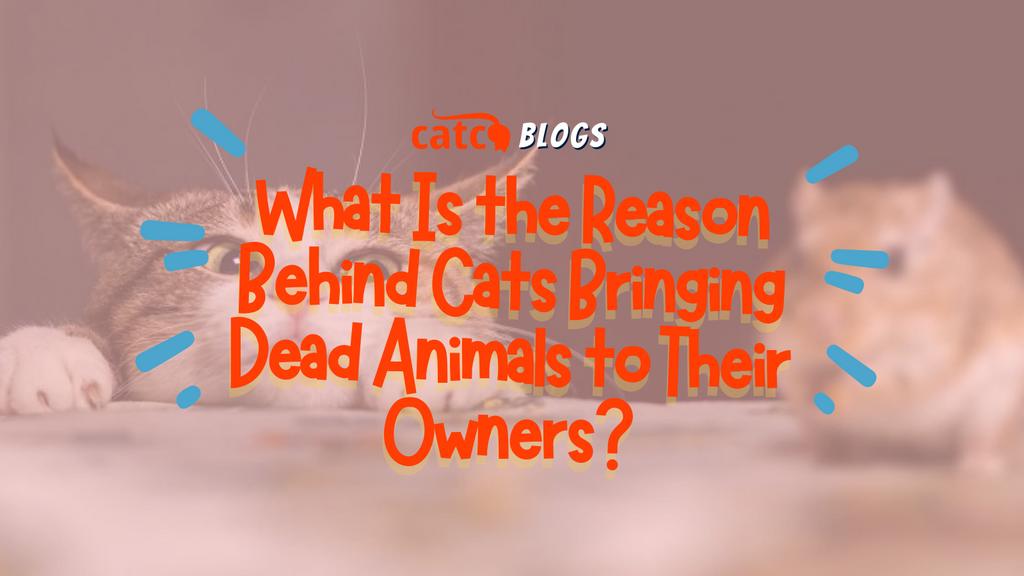 What Is the Reason Behind Cats Bringing Dead Animals to Their Owners?