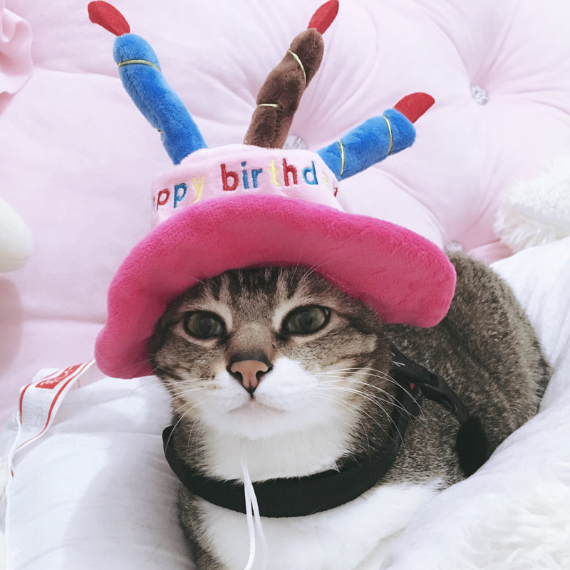 Happy Birthday Cake Cat Hat - CatCo 